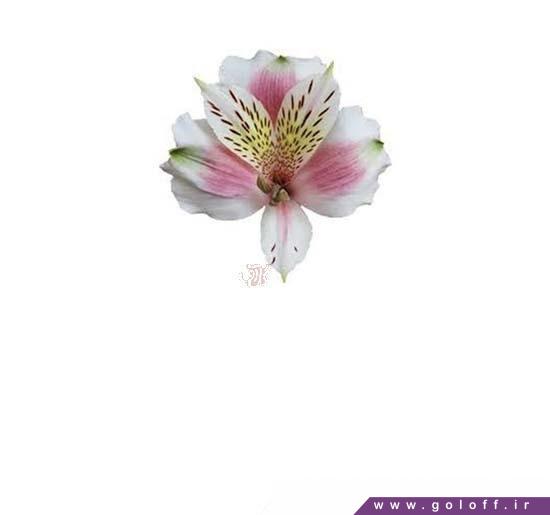 خرید گل آلسترومریا ترویکا - Alstroemeria | گل آف